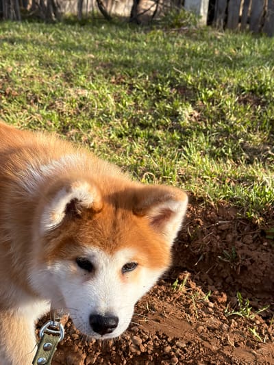 A close-up, tilted, high-angle shot of a tan and white Akita puppy with a green leash. The puppy is in a grassy area next to a patch of bare dirt. Part of a wooden fence is visible in the background. The location is Заболотово, Russia.