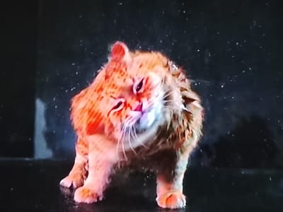 This media file captures a close-up, action shot of an orange tabby cat vigorously shaking its head. The cat's fur is slightly damp, with water droplets visibly flying off its head and body, suggesting it may have recently been wet or is in the process of grooming. Its eyes are partially closed, and its body is in motion, indicated by the blurred appearance of its head and fur. The background is dark and indistinct, with small white specks that could be dust or water droplets in the air. The lighting highlights the cat's orange fur and the water spray. The scene appears to be indoors, given the controlled background and lighting, though no specific location cues are present beyond the provided context of Klichaw, Belarus. The cat's expression is one of intense motion rather than a specific emotion, typical of a cat shaking off water. There is no visible text in the image.