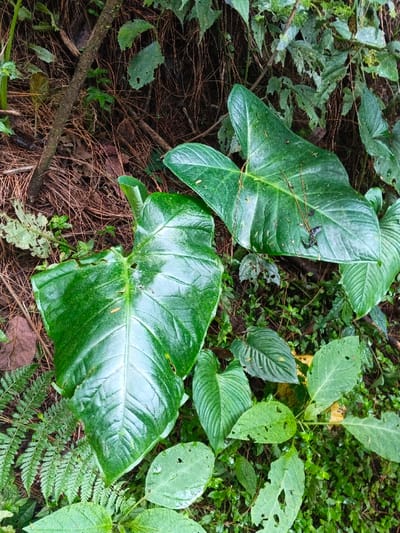 This image depicts a static, ground-level view of dense tropical undergrowth on a forest floor in Desa Mburukulu, Indonesia. The scene is dominated by two large, prominent, glossy, green, heart-shaped leaves, likely from an Aroid plant, positioned in the foreground and midground. The leaf on the left displays a light-colored, somewhat irregular patch near its center and minor damage along its edges. The leaf to its right is similarly large and green, with some dark debris visible on its surface. Surrounding these primary subjects is a mix of smaller green plants, including ferns, and a dark brown ground cover composed of decaying leaves, pine needles, and soil. A dark-colored branch or root segment is visible diagonally in the upper-left quadrant of the frame. Several smaller leaves throughout the scene exhibit insect damage, characterized by small holes. No people, animals, or observable actions are present.