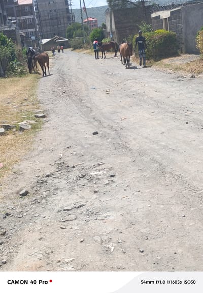 The image portrays an unpaved, rutted dirt road under bright daylight in Nakuru East ward, Kenya. The foreground consists of the road surface, composed of light-colored soil, small stones, and scattered debris, with tire tracks faintly visible. Patches of dry, sparse grass line the left side of the road. In the midground, several individuals and horses are present. On the left, a dark brown horse with a bridle grazes on the roadside vegetation, partially obscured by another dark horse behind it. Further along the road, a group of three to four individuals, their features indistinct due to distance, walk away from the camera. On the right side of the road, a person wearing a black t-shirt and patterned trousers walks near a brown horse equipped with a halter, possibly leading it. Another light brown horse walks slightly ahead of this pair. The background reveals a mixed environment: multi-story residential buildings, some appearing to be under construction, line the left side of the road. On the right, a low brick wall topped with barbed wire borders a property with green bushes. Utility poles and power lines are visible against a hazy blue sky. Distant hills, covered with sparse vegetation, are present in the far background, with a red-roofed building visible on one slope.