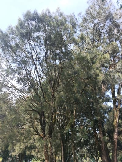 Several tall, thin trees with dense, feathery foliage fill the frame. Their trunks are textured with dark bark, and their branches extend upward, forming a canopy against a light blue sky. The trees appear to be planted closely together, creating a forest-like setting. The overall impression is of a calm and natural environment.