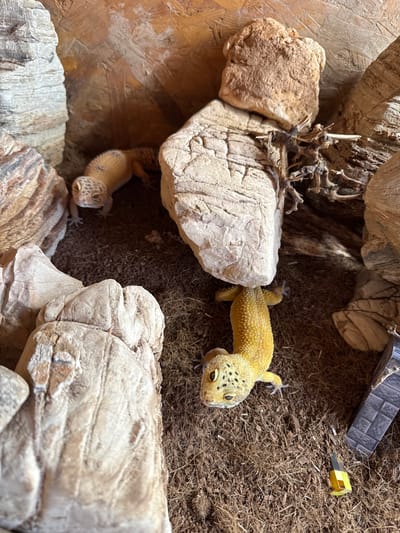 The image displays an indoor enclosure, likely a terrarium, containing two leopard geckos (Eublepharis macularius). The specific location within Orsay, France, is not visually discernible from the image content.

The foreground gecko, positioned centrally towards the bottom, is primarily yellow with distinct black spots on its head and body. It is oriented facing forward, with its eyes open. A second, lighter tan gecko with black spots is partially visible in the upper-left quadrant, resting partially obscured within a crevice formed by rocks.

The enclosure's floor is covered with a dark brown, granular substrate, consistent with coco fiber or similar bedding material. Numerous light-colored, textured rock formations of various sizes and shapes are arranged throughout, creating hides and elevated surfaces. A piece of dark, gnarled wood is embedded among the rocks in the upper-right section. The background wall of the enclosure is a light brown, textured surface, possibly wood paneling or a cork background, displaying some lighter streaks and markings.

In the lower-right foreground, two distinct artificial objects are present: a small, dark gray, block-patterned structure resembling a pixelated stone archway or wall segment, and a smaller, yellow and black pixelated block-like object. Both geckos are stationary within this constructed environment.