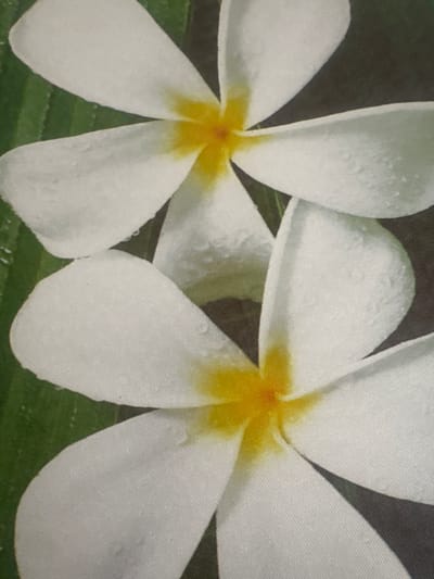 The image is a close-up, overhead view of two white Plumeria flowers, also known as frangipani, with yellow centers. The petals of the flowers are soft and delicate, with subtle water droplets visible on their surfaces. The flowers are set against a dark background with hints of green foliage on the left side. The lighting is soft, highlighting the textures and subtle details of the petals. The image quality is moderately grainy, suggesting it might be a photograph taken with a mobile device or an older digital camera. There is no indication of the location being Kampiškiai, Lithuania, or any specific urban environment.