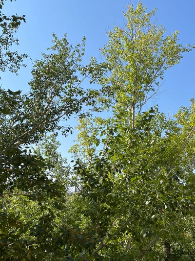 The image shows a view looking upwards through the canopy of several trees. The leaves are predominantly green, with some hints of lighter green and occasional reddish-brown autumnal colors. The sky above is a clear, bright blue, indicating a sunny day. The scene appears to be outdoors in a natural setting, likely a park or a wooded area within the city of Aqmol, Kazakhstan. There are no people or man-made objects visible in the frame. The focus is on the foliage and the sky.