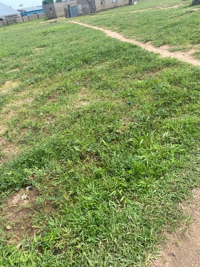 The image shows an outdoor scene with a focus on a patch of green grass and a dirt path winding through it. The perspective is from above, looking down at an angle. The grass appears somewhat overgrown and uneven in places, with patches of exposed dirt. Some scattered debris, possibly small pieces of trash, are visible on the ground.

In the background, to the left of the frame, there are some buildings under construction. These structures appear to be made of brick and have exposed metal roofing or sheeting in some areas. The buildings suggest a developing or rural area.

The lighting indicates it is daytime, with sunlight casting soft shadows. The overall impression is of a natural, unmanicured outdoor space adjacent to a construction site in a location that appears to be Tavo, Nigeria, based on the provided context. No people or specific activities are depicted in the image. The scene is static and focuses on the textures and colors of the grass, dirt, and unfinished buildings.