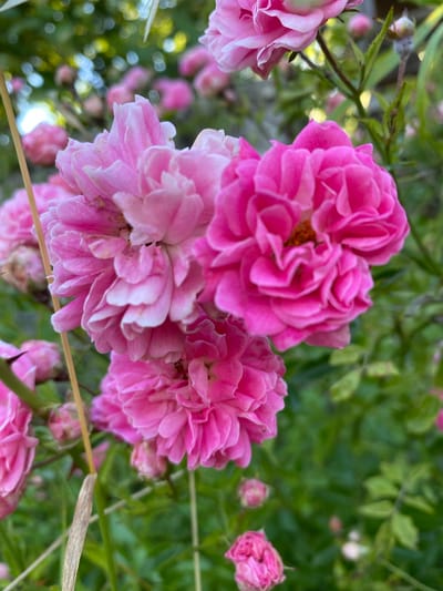 The image is a close-up, outdoor photograph of several pink roses in bloom. The roses are the primary subjects, with a cluster of fully open flowers in the center and to the left of the frame. Their petals are ruffled and layered, displaying various shades of pink, from a pale blush to a vibrant fuchsia. Some of the roses have their centers visible, revealing hints of yellow stamens. To the left, a partially visible, lighter pink rose is also in focus. In the background, lush green foliage and more pink rosebuds and blooms are softly blurred, creating a bokeh effect. A thin, dried piece of grass or straw runs horizontally across the lower part of the frame, and a thin, light-colored branch is visible cutting across the lower right corner. The lighting suggests it is daytime, and the soft focus and vibrant colors evoke a sense of natural beauty and tranquility. The image appears to be taken in a garden setting. No people, text, or specific activities are depicted. The location context provided is Luh, Ukraine.
