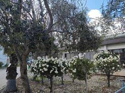 The image captures a vibrant outdoor scene, likely a garden or courtyard adjacent to a building. The foreground and midground are dominated by several mature trees and neatly trimmed flowering bushes.
On the left, a large tree with a thick, textured trunk and dense foliage of narrow, dark green leaves, consistent with an olive tree, stands prominently. To its immediate left, part of a palm tree trunk, rough and fibrous, is visible with a small, unreadable white label or tag attached. Further into the midground, another olive tree with multiple branches extends across the frame. Its branches, some bare and some with leaves, spread out. The upper left and central portions of the image show the canopy of these trees against a bright sky.
In the midground, arranged in a line in front of the building, are four rounded bushes heavily adorned with abundant white flowers, likely white roses, in full bloom. Each bush appears to be supported by a thin stake or pole, indicating intentional landscaping. The ground beneath these plants is covered with numerous small, light-colored pebbles or stones.
In the background, a single-story building with a warm-toned, possibly brown or terracotta, tiled roof is visible. The building's walls are light in color, perhaps cream or light yellow. Several large windows with dark frames are present along the building's facade. These windows appear to be covered from the inside, possibly with blinds or frosted glass, obscuring the view into the building.
The sky, visible through the tree canopy in the upper right, is a bright blue with scattered white clouds, suggesting good weather. The lighting indicates either morning or late afternoon, with soft shadows and bright highlights on the leaves and white flowers. There are no people visible, and no specific activity is taking place, presenting a serene, static landscape.