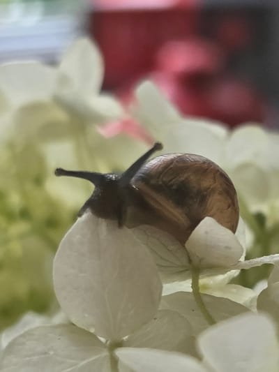 The media file is a close-up photograph of a small snail on a cluster of white flowers. The snail is brown and appears to be moving across one of the flower petals. Its body is dark and somewhat slimy, with two eye stalks extended. The background is blurred, with hints of red and pink, suggesting other flowers or foliage, and a soft green hue. The lighting is soft and diffused, possibly indicating natural light on an overcast day or late afternoon. The overall mood is peaceful and captures a moment in nature. No people, visible text, or specific time of day are discernible, beyond the general suggestion of daylight. The location context of Восход Снт (фролово), Russia, places the scene in a dacha or garden setting within that region.