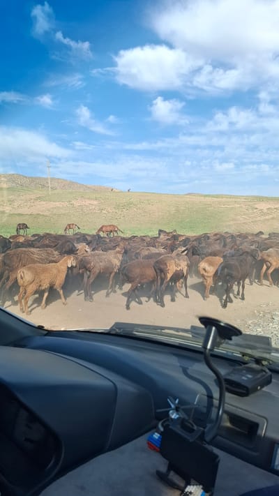 This is a photograph taken from inside a vehicle looking out at a herd of sheep blocking a dirt road. The sheep are predominantly brown and black, with some lighter colored individuals. They are densely packed on the road, with many facing away from the camera. In the background, a green, rolling landscape is visible under a bright blue sky with scattered white clouds. Several horses are grazing in the middle ground on the grassy hills. A utility pole is visible on the left side of the image. The foreground of the photograph shows the dashboard of the vehicle, including a phone mount and a device attached to the windshield. The scene appears to be a rural area, possibly on the outskirts of Boraldai, Kazakhstan, given the natural landscape and presence of livestock.