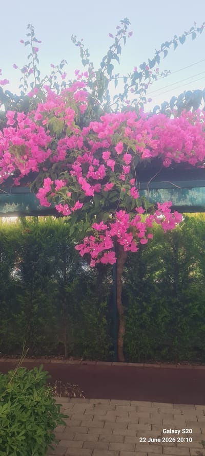This media file depicts a vibrant scene featuring a flowering bougainvillea plant with bright pink blossoms cascading down. The plant appears to be growing alongside a dark brown wooden structure, possibly a fence or wall, and adjacent to a dense green hedge or shrubbery. In the background, more greenery is visible, suggesting an outdoor garden or park setting. To the right of the image, a pathway paved with light brown rectangular stones is visible, hinting at a well-maintained outdoor space.

The lighting suggests it is daytime, with the sun casting a soft glow on the flowers and foliage. The clear sky in the upper left corner indicates fair weather. The presence of the paved walkway and manicured plants suggests a public or residential outdoor area. There is no explicit activity or event taking place; the image captures a still moment of nature's beauty.

Visible text overlaid on the image reads "Galaxy S20" and "22 June 2026 20:10". This indicates the photograph was taken with a Samsung Galaxy S20 device on June 22, 2026, at 8:10 PM. The time stamp suggests it might be late evening, possibly during the summer season in Dalaman, Turkey, given the warm lighting and lush greenery. The overall mood is serene and visually appealing, highlighting the striking colors of the flowers against the natural backdrop.