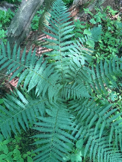 This is a high-angle, medium shot of several fern fronds in a forest setting. The ferns are a deep green color and are arranged in a radial pattern, with their leaves unfurling outwards from the center. The fronds are detailed, with many small leaflets lining each stem.
The background consists of other green foliage and dark earth, with some fallen wood visible in the lower left and center of the image. The lighting appears to be natural, suggesting it was taken during the day, likely with some dappled sunlight. The overall impression is one of natural abundance and growth in a woodland environment.
The scene evokes a sense of peace and the quiet beauty of nature. There are no people or animals visible, and no text is present in the image. The location is identified as Гудзевіцкі сельскі Савет, Belarus, suggesting a rural or forested area within this region. The weather appears to be pleasant, suitable for the growth of lush greenery.