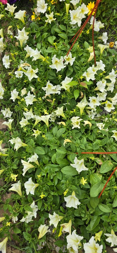 The image shows a dense bed of white and pale yellow petunia flowers interspersed with green foliage. Several red ropes are visible, suggesting the plants might be part of a hanging basket or a display. The ground beneath the plants appears to be a mix of gravel and small stones, with some reddish-brown soil visible in the upper left corner. The lighting suggests an outdoor setting, possibly a garden or nursery. The overall impression is of a vibrant, flourishing display of flowers. The location is specified as Русская Деревня-2 Кп, Russia.