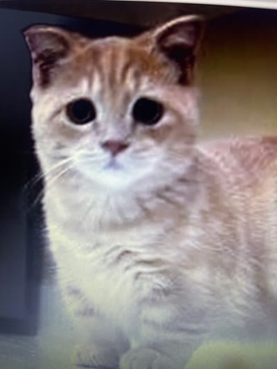 The image shows a close-up of a ginger tabby cat's face and upper body. The cat has large, dark eyes, a small pink nose, and prominent whiskers. Its fur is a mix of orange and white with faint tabby markings. The background is dark and out of focus. The image does not contain any elements that would indicate its location in Julicotmeurak, Indonesia, nor does it depict any people, actions, or interactions.