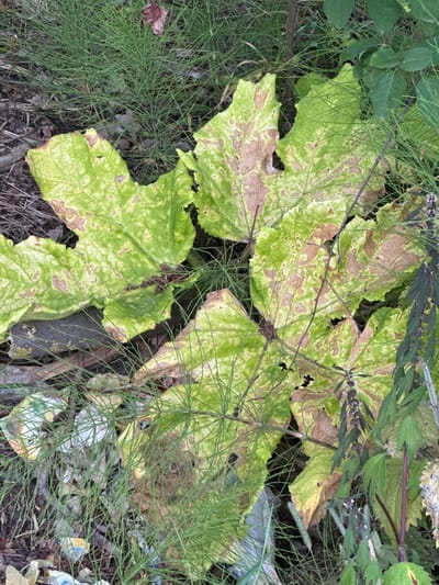 The image depicts a patch of overgrown vegetation in the city of Pchelka, Russia. The foreground is dominated by several large, light green leaves with brown, necrotic patches, suggesting disease or environmental stress. These leaves are interspersed with thin, bright green, grass-like plants. In the background, there is a mix of dry leaves, twigs, and some visible plastic debris, indicating a somewhat neglected or wild area. The overall scene appears to be a ground-level view of natural foliage alongside human-made litter, set against a backdrop of more distant green foliage. There are no people or animals present in the image, and no discernible actions are taking place. The lighting suggests it is daytime.