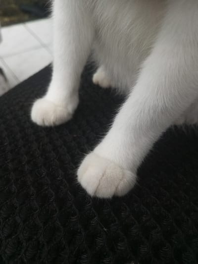 A forensic description of the scene in Ura-Dozhi, Bhutan, reveals the lower extremities of a white domestic cat. Three white-furred paws and portions of the animal's lower legs are visible, positioned on a dark, heavily textured surface. This surface appears to be a black, woven fabric, possibly a mat or upholstery, characterized by uniform, tightly packed loops. The cat's fur is short and clean. In the blurred background, a lighter, indistinct surface is visible, possibly a floor or another indoor element. No other individuals, actions, or objects are discernible in the frame.