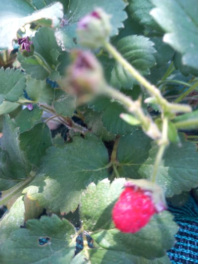 The image depicts a close-up, slightly out-of-focus view of a strawberry plant with several green leaves and one ripe, red strawberry. The strawberry is hanging downwards, and its surface is textured with visible seeds. Several unfocused green buds and delicate stems are also visible. The background is a blur of green foliage and a dark, possibly blue, mesh material. The scene appears to be outdoors, likely in a garden or agricultural setting. There are no people or explicit signs of human activity other than the presence of the cultivated plant. The overall impression is of a natural, agricultural setting within the locality of Άγιος Νεκτάριος, Greece.