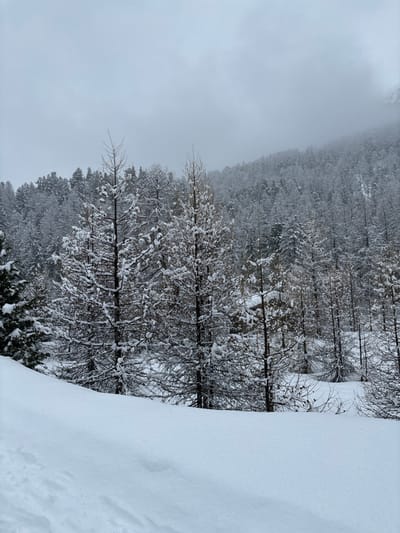 The image shows a snow-covered forest in Pontresina, Switzerland. The trees are mostly coniferous and are covered in a layer of fresh snow. The sky is overcast and there is a thick layer of fog in the distance. The scene is quiet and peaceful, with no people or animals visible. The ground is covered in a thick layer of snow. The trees are bare and the branches are covered in snow. The fog is thick and obscures the distant mountains. The image was likely taken on a cold, winter day.