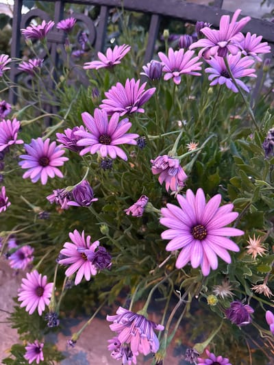 This is a close-up, eye-level, outdoor photograph of purple daisy-like flowers in Burtaiši, Montenegro. The flowers are in various stages of bloom, with some fully open and others still in bud. The petals are a vibrant shade of purple, with darker centers. The stems are thin and green, and the leaves are small and serrated. The background is a blur of green foliage and a dark metal railing, suggesting the flowers are in a garden or planter box. The lighting is soft and natural, indicating it might be early morning or late afternoon. There are no people or animals visible in the image.