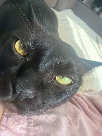 A close-up, overhead shot shows the face of a black cat resting on a pink textured blanket. The cat's left eye is visible and appears to be yellow. Its right eye is partially obscured but shows a bright green iris. The cat's whiskers are long and white. The background consists of a white, textured surface with diagonal shadows cast upon it. There are no people or any other discernible objects or activity in the frame. The location is not specified in the image or provided context.