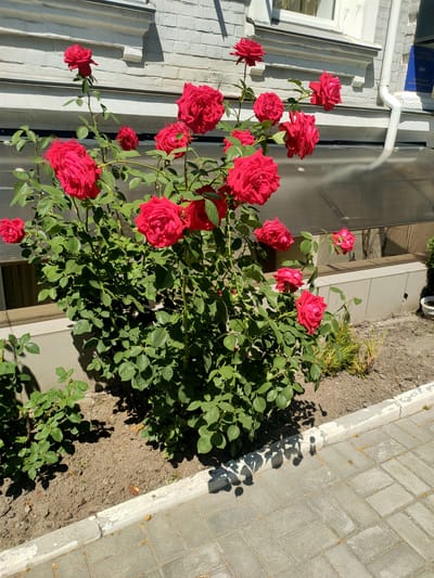 The image depicts a vibrant red rose bush in full bloom, situated outdoors. The rose bush is densely packed with large, deep red roses and lush green leaves. It is planted in a bed of dark soil, bordered by a light-colored, weathered concrete curb. Beyond the curb, a paved walkway made of grey rectangular bricks is visible. In the background, a white brick building with decorative architectural elements and a white downspout can be seen. A blue sign with white text is affixed to the building. The scene is illuminated by bright sunlight, casting distinct shadows from the rose bush onto the ground and walkway. The overall setting appears to be an urban or semi-urban environment, potentially near a building entrance or public space.