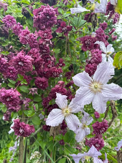 A close-up, high-angle medium shot captures a dense cluster of flowering clematis vines, predominantly in shades of deep purple and pale lavender, set against a backdrop of green foliage and a rustic wooden fence post. The purple flowers are multi-petaled and tightly packed, some appearing somewhat wilted or dried, while others are in full bloom. The lavender flowers are larger and star-shaped, with delicate, crinkled petals radiating from a central yellow stamen. Dewdrops are visible on some of the leaves, suggesting a recent watering or morning dew. The overall impression is a vibrant yet slightly melancholic display of late-blooming or early-fading garden flowers. The scene is located in the village of Romashkino, Russia.