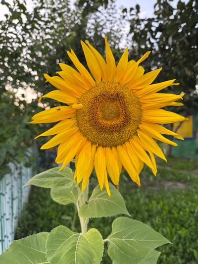 A single, bright yellow sunflower is in focus, filling the center of the frame. The sunflower's head is large and circular, with numerous ray florets radiating outwards and a central disk composed of smaller, darker florets. The petals are a vibrant yellow, some slightly curved and others pointed. The center of the sunflower displays intricate patterns of brown and yellow. Below the flower head, large, rough-textured green leaves are visible, some with prominent veins. The stem is thick and appears fuzzy. In the background, out of focus, is a mixture of greenery, suggesting a garden or natural setting. A light blue and white fence runs horizontally along the lower left side of the image, with patches of green grass and foliage behind it. Further back, some indistinct structures, possibly buildings or sheds, are visible, one with a yellow facade. The sky above is a soft, diffused light, indicating it might be overcast or late in the day. There is a small fly on one of the sunflower petals. The scene is set in Lysaya Gora, Russia.