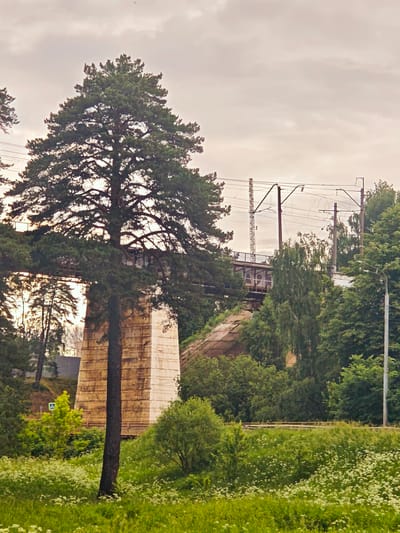 The image captures a view from a grassy, wildflower-filled embankment towards an elevated railway bridge in Khotkovo, Russia. A large pine tree dominates the foreground, its dark green foliage contrasting with the lighter green of the surrounding trees and bushes. Behind the tree, the stone pillars of the railway bridge are visible, showing horizontal markings that suggest stacked construction. The bridge itself, a metal structure with railings and what appear to be arched supports, spans across the embankment. Electrical wires for the railway are strung between poles, and a few distant trees can be seen through the bridge's structure. The sky is overcast with a soft, diffused light, casting a gentle hue over the scene. A single street lamp stands on the right side of the image, partially obscured by foliage. The overall impression is one of a natural landscape integrated with industrial infrastructure.