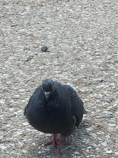 A dark-colored pigeon with orange eyes stands on a gravel surface. The pigeon is facing the camera and appears plump. Its pink feet are visible at the bottom of the frame. The background consists of a dense covering of small gray and white gravel stones. In the upper middle of the image, a single small, dark gray stone is visible on the gravel. The scene suggests an outdoor environment, possibly a park or walkway, in Salavat, Russia.