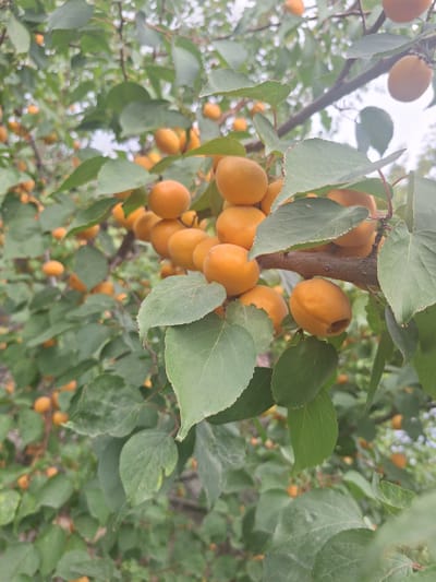 The image shows a close-up of a branch of an apricot tree laden with ripe apricots. The apricots are a vibrant orange-yellow color and are clustered together. Green leaves of various sizes surround the fruit. The branch itself is brown and woody. The background is a blur of more green leaves and some hints of the sky. The image appears to have been taken outdoors, likely in a garden or orchard. The overall impression is one of abundance and natural beauty. The location of Новостройка, Kyrgyzstan is not explicitly depicted in the image.