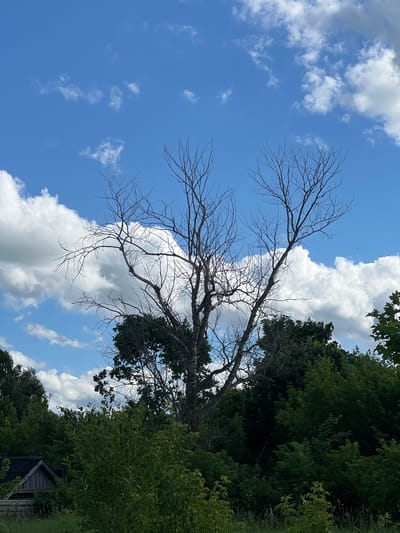 A dead tree with bare branches stands prominently against a bright blue sky dotted with fluffy white clouds. The tree's skeletal form is silhouetted against the sky, its branches reaching outwards like gnarled fingers. Behind the dead tree, a dense canopy of lush green foliage from other trees creates a dark contrast. In the lower left corner of the image, a small, rustic wooden structure with a dark, weathered roof peeks out from behind the greenery. The scene appears to be in a rural or overgrown area, possibly on the outskirts of a populated area. No people or specific actions are visible in the image.