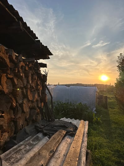 The image depicts a rural scene at sunset, likely in or around the village of Sredneye Kechevo, Russia. In the foreground, a large pile of chopped wood is stacked against a simple wooden structure with a corrugated roof. Below the woodpile, several sheets of corrugated material and black plastic sheeting are loosely piled.
Further into the scene, a greenhouse or covered garden structure is visible, covered in white translucent sheeting. Lush green foliage, possibly crops or weeds, grows around the base of the greenhouse. The background features a dense treeline silhouetted against a bright orange and yellow sunset sky. The sun itself is a prominent, bright orb on the right side of the frame, casting a warm glow over the landscape. The ground is covered in grass, with some areas appearing more overgrown than others. The overall impression is one of a rustic, agricultural setting during the golden hour. There are no people or animals visible in the image.