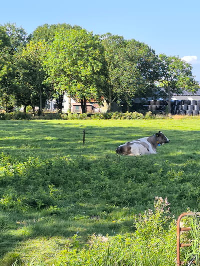 A cow with brown and white patches lies on its side in a green grassy field under a clear blue sky. The cow is facing to the right of the frame. In the background, there are trees, a building with a red roof, and a stack of black bales. The scene is likely in Zuidschermer, Netherlands, given the context provided.