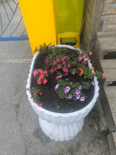 A high-angle medium shot captures a white, ornate planter filled with vibrant pink, purple, and orange petunias. The planter, made of a rough, textured material, sits on a gray asphalt surface. To the left of the planter, a blue metal gate is visible, with a bright yellow pillar and a portion of a lime green translucent wall behind it. To the right of the planter, a weathered wooden staircase leads upwards. The background is partially obscured by these elements, but the overall impression is an outdoor urban setting, possibly a park or a public space in Nakhodka, Russia. There are no people visible in the frame.