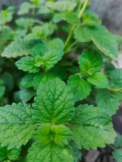 A close-up, vertical shot focuses on vibrant green leaves of a plant, possibly lemon balm, with serrated edges and visible veins. The leaves are densely clustered, with some in sharp focus and others softly blurred, creating a shallow depth of field. The background is a muted, out-of-focus mix of grey and dark green, suggesting an outdoor environment with a wall or concrete structure nearby, possibly in a garden or along a pathway in Durlești, Moldova. No people or actions are depicted.