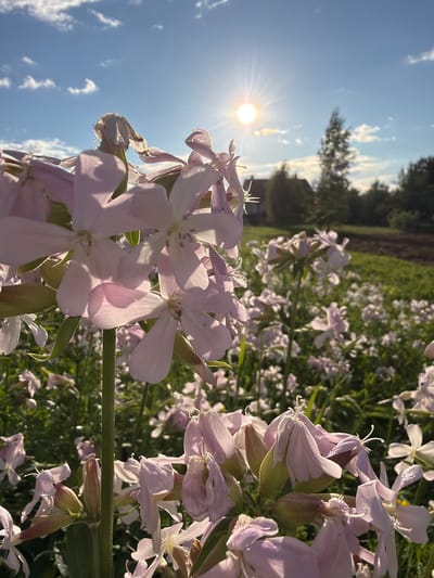 A close-up, low-angle shot captures a cluster of delicate, pale pink flowers with translucent petals against a bright blue sky with scattered white clouds. The sun is prominently visible in the upper right quadrant of the frame, emitting rays that illuminate the scene. In the background, the soft focus reveals a green field interspersed with more of the same flowers, leading to a line of trees and a building. The overall impression is one of a natural, possibly rural setting, bathed in the warm light of a sunny day. The image is taken from a perspective near ground level, looking upwards towards the sky and the sun. There are no people or animals visible in the frame. The location is likely Jēkabpils, Latvia, as implied by the prompt.