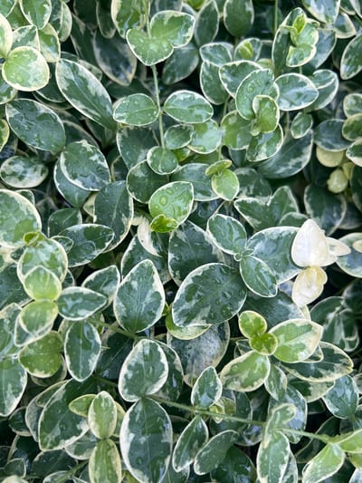 The image displays a close-up, top-down view of a dense cluster of variegated vinca leaves. The leaves are oval-shaped with glossy surfaces and exhibit a pattern of dark green centers transitioning to creamy white or pale yellow edges. Many of the leaves are dotted with small water droplets, indicating recent rain or dew. The foliage is lush and appears healthy, creating an intricate tapestry of greens and whites. The lighting suggests an overcast day or shaded environment. The scene is devoid of any human presence or man-made structures. The image is a photograph taken in the Бучацінскі сельскі Савет, Belarus.