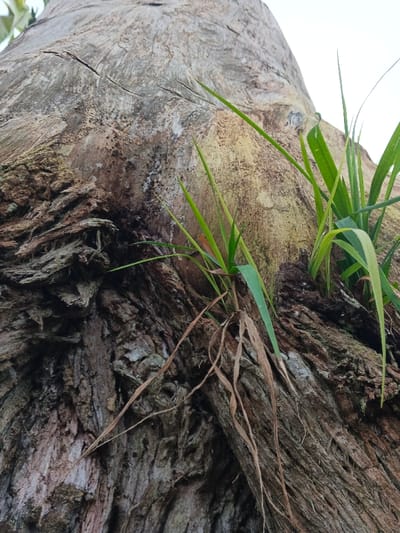 A close-up, low-angle view depicts the bark of a large tree trunk in Pinnwe, Myanmar. The bark features varying textures: deep, multi-layered fissures dominate the lower-left, while the central and upper sections display a mix of smoother, lighter areas with horizontal cracks and localized dark, possibly moist, patches. Several blades of green grass are observed growing from the bark, primarily on the right and central aspects of the trunk. Dried, light brown plant fibers hang downwards from the bark in the lower-central region. The background is an undifferentiated bright white, indicating open sky.