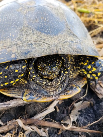 A close-up, eye-level, outdoor shot features a European pond turtle (Emys orbicularis) nestled in dry, brown vegetation and dark soil. The turtle's head is partially withdrawn into its dark, grey-brown shell, which is speckled with yellow. The visible parts of the turtle, including its head, neck, and legs, are dark black with numerous bright yellow spots and markings. The turtle's eyes are visible, showing a reptilian stare. The background consists of dry grass, twigs, and soil, suggesting a natural, possibly rural environment. The lighting is natural and appears to be daylight. There are no people or human structures visible in the image. The image was taken in the vicinity of Ustyvytsya, Ukraine.