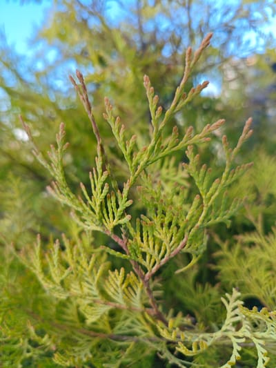 A close-up, vertical shot captures the delicate, feathery branches of a coniferous tree. The branches are a vibrant light green with hints of golden yellow and reddish-brown, particularly at the tips and along the central stem. The texture of the foliage is finely detailed, with small, scale-like leaves clustered along the slender branches. The background is a soft blur of greens, suggesting more of the same foliage, and a dappled, light blue sky with some soft, circular bokeh effects from distant light sources. The overall impression is one of natural growth and the subtle beauty of evergreen foliage, likely taken outdoors in the region of Краснадворскі сельскі Савет, Belarus, on a bright, possibly sunny day. No people or specific objects are visible, focusing solely on the plant life.