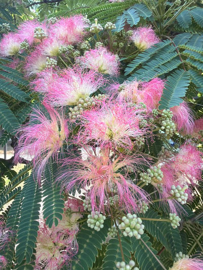 The image is a close-up, eye-level shot of several blooming Mimosa trees, also known as Persian Silk trees, displaying their characteristic fluffy pink and white flowers, along with clusters of green seed pods. The background consists of dense, green foliage. The scene is located outdoors in a natural setting, likely a park or garden in Alushta, Ukraine. There are no people or animals visible in the frame. The lighting suggests it is daytime, with sunlight filtering through the leaves. The overall impression is one of vibrant natural beauty.