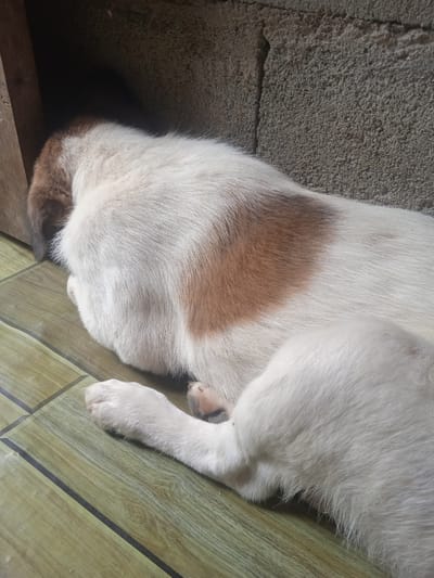 In Bora, Indonesia, a white and brown dog is asleep on a wooden floor next to a concrete wall. The dog is curled up with its head tucked under its body. The floor is made of green wooden planks with black lines separating them. The concrete wall appears rough and textured, with a dark opening to the dog's left. Sunlight is casting shadows on the wall and floor, suggesting it is daytime.