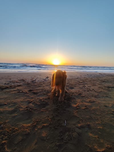 A golden-colored canine, likely a young Golden Retriever, stands on a sandy beach with its back to the camera, gazing towards the ocean and the setting sun. The scene is illuminated by a brilliant orange-yellow sun positioned low and centrally on the horizon, casting a strong backlight on the dog and a warm glow across the water and sky. The sky transitions from a clear, light blue at the top to vibrant orange and yellow hues near the horizon. Waves are actively breaking and rolling onto the shore, exhibiting white foam. The foreground features dark, textured sand with visible ripples, footprints, and scattered small pieces of debris, including shells and wood. A faint, distant landmass is discernible on the far left horizon. This coastal scene is located on a beach in Agios Stefanos, Greece. No other people or specific objects are identifiable.