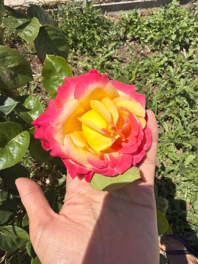 In the city of Timashevsk, Russia, a person's hand is gently holding a vibrant rose. The rose is a striking bicolored bloom, with petals transitioning from a deep pink at the edges to a bright yellow at the center, appearing to be in full bloom. The hand, with visible lines and a thumb extended, cradles the flower. Surrounding the rose and hand is lush green foliage, with some leaves appearing slightly out of focus. The background consists of dry soil and more green vegetation, suggesting an outdoor setting, possibly a garden. The lighting indicates it is daytime, with shadows cast by the hand and rose.
