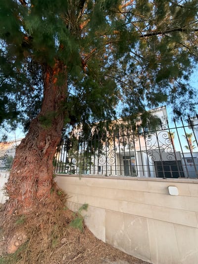 The image shows a large, gnarled tree with thick, reddish-brown bark in the foreground, dominating the left side of the frame. Its branches, covered in dense green foliage, extend across the upper portion of the image, obscuring a bright blue sky. Behind the tree, a black wrought-iron fence with decorative scrollwork is visible. Beyond the fence, a modern, multi-story white building with stone accents and dark windows is partially visible. Palm trees can be seen further in the background. The ground at the base of the tree is covered in dry leaves and debris. The scene appears to be a residential area in Pervolia, Cyprus, with the architecture and vegetation indicative of a Mediterranean climate. No people are present in the image.