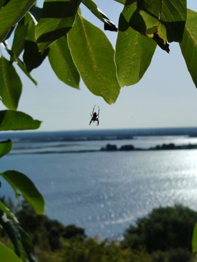 A close-up, low-angle shot captures a spider suspended in the center of its web, silhouetted against a bright, hazy sky. Green leaves in the foreground, out of focus, frame the scene. The web extends downwards and outwards, catching the sunlight in delicate strands. In the background, a wide body of water, likely a river or lake, stretches horizontally, its surface shimmering with reflected light. A blurred, dark treeline is visible on the opposite bank, and beyond that, a faint horizon under a pale blue sky. The image was taken in Staiky, Ukraine, and the setting appears to be a natural outdoor environment overlooking a large body of water. There are no people or animals other than the spider present.