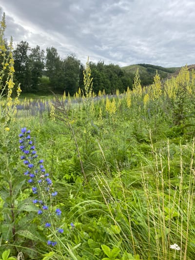 This media file depicts a lush, green meadow teeming with wildflowers under a cloudy sky. The foreground is dominated by tall, vibrant green grasses and stalks, interspersed with clusters of small blue wildflowers and a few delicate white blooms. In the mid-ground, a dense patch of yellow wildflowers adds a splash of color to the verdant landscape. Beyond the meadow, a line of dense green trees forms a natural boundary, with a gentle, tree-covered hill rising behind them. The sky above is overcast, with large, dramatic clouds suggesting a potential for rain or a recent shower. The overall impression is one of natural beauty and untamed wilderness. The scene is likely captured during the daytime, given the natural lighting, and the abundance of blooming flowers suggests a springtime or summer setting. The orientation of the image is vertical, with the landscape appearing tilted, giving a dynamic perspective to the scene. No people, objects, or visible text are present in the file. The location context of Maloarslangulovo, Russia, evokes a sense of rural, natural beauty.