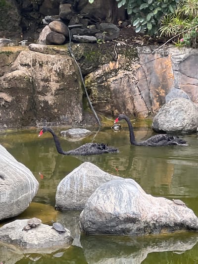 The image shows a pond in Las Palmas De Gran Canaria, Spain, containing two black swans and several turtles. The pond's edge is constructed with rocks, some moss-covered, and some plants. The swans are partially submerged, with their heads and necks extended into the water. There are several turtles perched on the rocks within the pond. The water appears to be murky, with reflections of the rocks and vegetation. A thin black wire runs near the top left corner of the image.