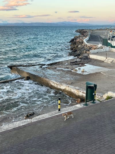 This image depicts a coastal scene in Megalochori, Greece, at what appears to be late afternoon or early evening. The foreground features a dark grey paved walkway running parallel to the water. An orange and white tabby cat, facing left, walks on this walkway. To the left of the cat, a black and yellow striped bollard is visible. Further left, beyond the walkway, the sea extends, with waves breaking against a decaying concrete structure that forms an angular extension into the water. This structure is wet and shows signs of wear.

Adjacent to the walkway on the right, a dark green cylindrical public waste bin with a lid is positioned. Beyond the concrete structure, a rocky breakwater separates the open sea from a calmer harbor area to the right. This harbor area includes a paved quay with multiple moored small boats, partially visible. Streetlights with ornate tops are present along the quay. In the distant background, across the expanse of the blue-green sea, a faint outline of mountains or hills is visible under a sky with scattered pink and white clouds, suggesting sunset hues. The water surface is textured with ripples and small waves.