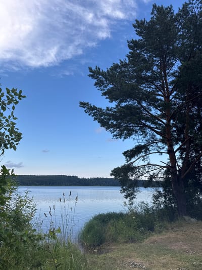 The image depicts a natural landscape scene. In the foreground, there is lush green vegetation including tall grasses and leafy bushes. To the right, a tall pine tree with dark green needles dominates the frame, its branches extending across the upper portion of the image. Beyond the vegetation and the pine tree, a calm body of water, likely a lake or river, stretches out, reflecting the clear blue sky. The far bank of the water features a dense line of dark green trees, forming a natural horizon. The sky above is a vibrant blue with scattered white clouds, some of which are wispy and elongated. The overall impression is one of tranquility and natural beauty. This scene is located on the shore of the Chyornyy Yar reservoir, part of the Kama River system, near the city of Ochyor, Russia.
