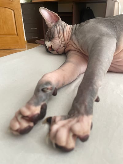 This is a close-up, eye-level, horizontal shot of a hairless cat, likely a Sphynx breed, sleeping or resting on its back. The cat's skin is a mix of pale pink and grey, with darker grey markings on its paws and legs. Its eyes are closed, and its head is tilted back, showing its wrinkled neck and large, expressive ears. The cat's legs are stretched out and relaxed.

The background is softly blurred, suggesting the focus is entirely on the cat. To the left, there appears to be a shelf with a black bag on it, and below that, wooden cabinetry. The surface the cat is resting on is light-colored and textured, possibly a couch or bed.

The lighting appears to be natural, possibly from a window, creating a soft illumination that highlights the cat's skin texture. There is no visible text in the image. The overall mood is peaceful and serene, capturing a moment of quiet rest for the animal. The location context suggests this scene is in Barysaw, Belarus.